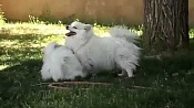 Американский эскимосский шпиц / American Eskimo Spitz