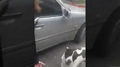 Мужчина из Грузии нашёл свою собаку через три года Мужчина из Грузии нашёл свою собаку через три года
