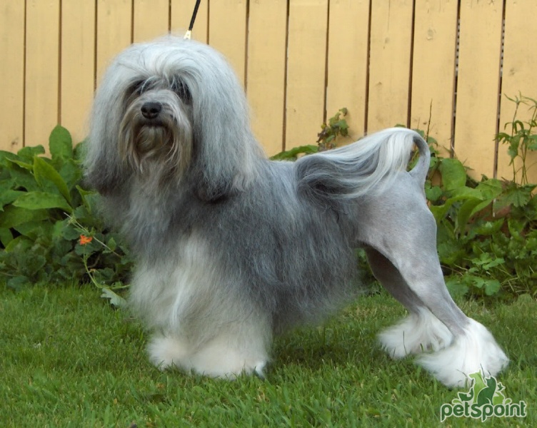 Лион бишон (Бишон лион, левхен, лоучен, львиная собака) / Lion Bichon  (Petit Chien Lion Lowchen, Little Lion Dog) - PetsPoint.ru