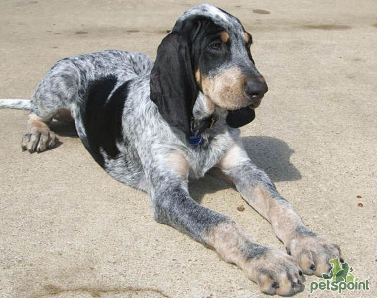 Большая голубая гасконская гончая / Grand Bleu de Gascogne (Large Blue  Gascony Hound) - PetsPoint.ru