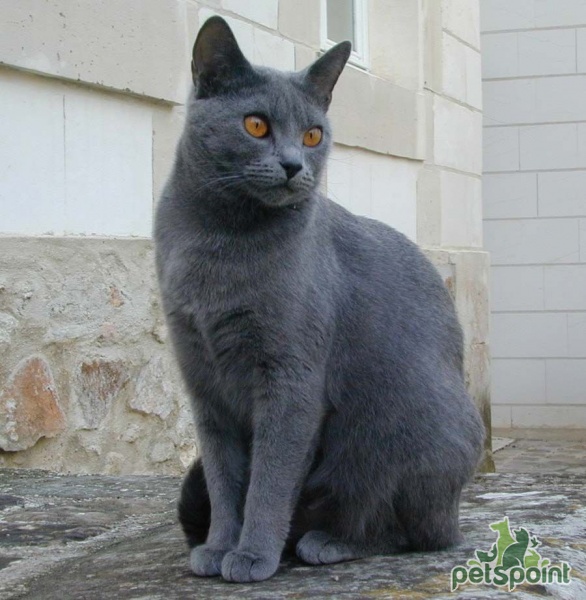 Картезианская кошка (Шартрез) / Chartreux Cat - PetsPoint.ru