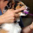 Приучение собаки показывать зубы
