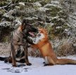 Норвежский фотограф напишет книгу о дружбе собаки и лиса