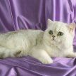 Экзот (Экзотическая короткошерстная кошка) / Exotic Shorthair Cat