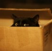 В Канаде хозяйка случайно отправила кота по почте