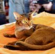 Абиссинская кошка / Abyssinian Cat