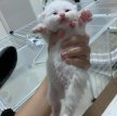 Напуганная хозяйка отнесла котёнка к ветеринару, и диагноз насмешил не только их обоих, но и весь Twitter