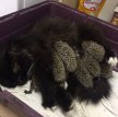 Кошка усыновила ежат во Владивостоке