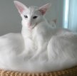 Белая балинезийская кошка (Длинношерстный форинвайт) / White Balinese Cat (Foreign White Balinese)