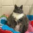 Самая толстая кошка Великобритании снова в поиске хозяев