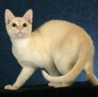 Тонкинез (Тонкинская кошка) / Tonkinese Cat