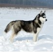 Сибирский хаски / Siberian Husky (Arctic Husky)