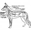 Нервно-физиологические основы поведения собак