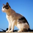 Эгейская кошка / Aegean Cat