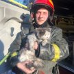 Во время пожара в Москве котик потерял сознание. Его откачали сотрудники МЧС