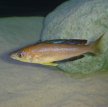 Медовый циприхромис (Мелкочешуйчатый циприхромис) / Cyprichromis Microlepidotus