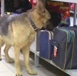 Финские таможенники учат служебных собак искать деньги у россиян