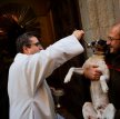 На день святого Антония тысячи домашних животных в Мадриде получили благословение