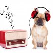В Германии начала работу первая радиостанция для собак