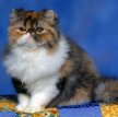 Персидская кошка (Перс) / Persian Cat