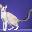 Балинезийская кошка (Балинез, балийская кошка) / Balinese Cat