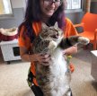 В США через фейсбук нашли хозяина толстому коту по кличке Пончик