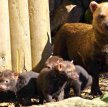 В Московском зоопарке впервые родились три щенка кустарниковой собаки