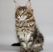 Мейн-кун (Американская енотовая кошка) / Maine Coon (American Forest Cat)