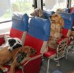 Перевозка собаки в транспортных средствах