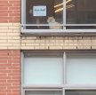 Менеджер захотела познакомиться с котом из окна напротив и подошла к делу с умом