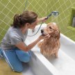 Чистка и мытье собаки. Приучение питомца к гигиене