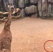 Мажор решил покормить жирафа в зоопарке, но вместо листьев бросил ему 95 тысяч