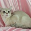 Бурмилла короткошерстная / Burmilla Shorthair