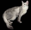 Мандарин (Восточная длинношерстная кошка) / Mandarin Cat (Oriental Longhair Cat)