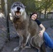 Трагическая и поучительная история волкособа Юки