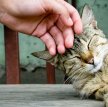 Ученые объяснили, почему кошкам и собакам нравятся поглаживания по голове