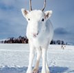 Редкий белоснежный олененок вышел к фотографу в Норвегии