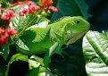 Обыкновенная игуана (Зелёная) / Iguana Iguana (Common Iguana, Green Iguana)