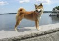 Шиба-ину (Сиба-ину, малая японская собака) / Shiba Inu (Japanese Shiba Inu, Japanese Small Size Dog, Shiba Ken)