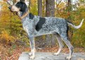 Большая голубая гасконская гончая / Grand Bleu de Gascogne (Large Blue Gascony Hound)