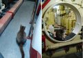 Кошка родила на борту подводной лодки в Новороссийске