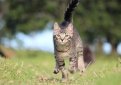 Психология и особенности поведения кошек