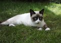 Сноу шу / Snowshoe Cat