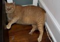 В США 16-килограммовый кот Симба нашёл новых хозяев В США 16-килограммовый кот Симба нашёл новых хозяев