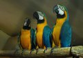 Сине-желтый ара (Арарауна) / Ara Ararauna
