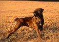 Южноафриканский бурбуль (Бурбуль) / Boerboel (South African Mastiff)