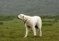 Пиренейская горная собака (Большая пиренейская собака) / Pyrenean Mountain Dog (Great Pyrenees)
