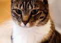 Американская короткошерстная кошка / American Shorthair Cat