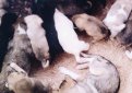 Всем 24 щенкам, найденным в лесу под Рязанью, нашли новых хозяев