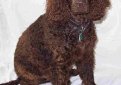 Американский водяной спаниель / American Water Spaniel Американский водяной спаниель / American Water Spaniel